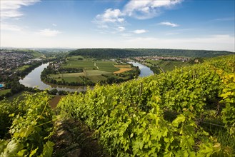 Neckar Loop and Vineyards