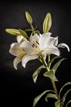 White lilly