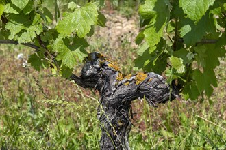 Vine in the Saint-Pourcain vineyard