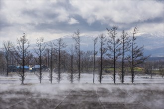 Trees standing in vaporation from the warm ground