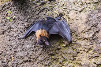 Little flying fox in the To sua ocean trench in Upolo