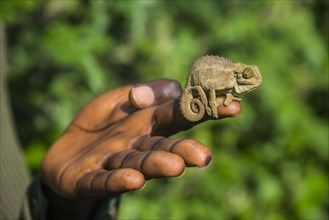 Man holding a Chameleon Trioceros ellioti on his hand in the Virunga National Park
