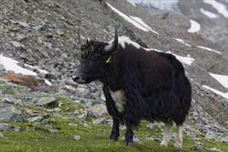 Tibetan domestic Yak