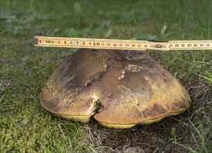 Measuring a mushroom cap with a metre rule