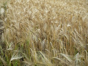 Cornfield on the Elbe in Langendorf