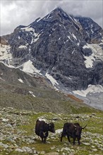 Two Tibetan domestic yaks