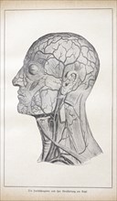 The carotid artery and its ramifications on the head