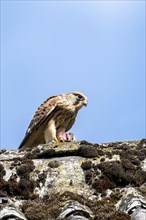 Common kestrel