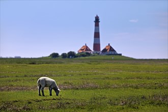 Westerhever lighthouse with a Domestic sheep