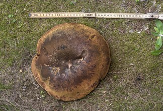 Measuring a mushroom cap with a metre rule