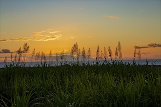 Sunset over the ocean with blooming sugar cane plants village of Petite Riviere