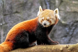 Red panda