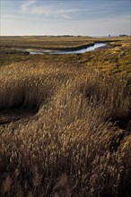 Vegetation and tideways in the Wadden Sea