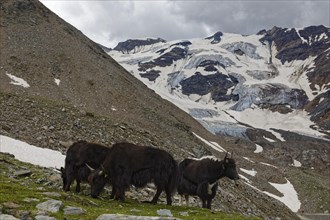 Three Tibetan domestic yaks