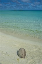 Coconut lying on a white sand beach before the turquoise waters in the Aitutaki lagoon
