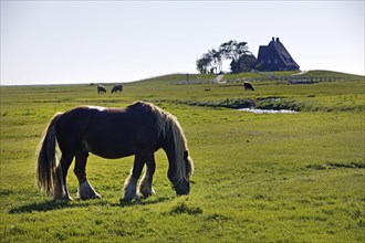 A horse on a fenne with the Kirchwarft in the background