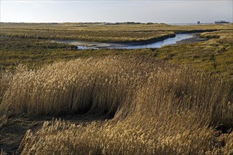 Vegetation and tideways in the Wadden Sea