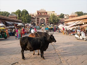 Cattle at Sardar Market