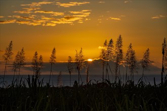 Sunset over the ocean with blooming sugar cane plants village of Petite Riviere