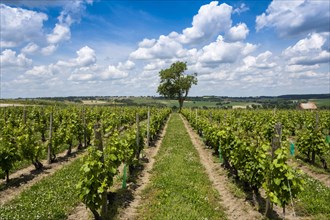 Vineyard of Saulcet near Saint Pourcain