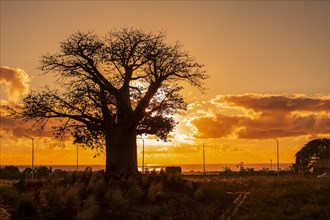 Silhouette of Baobab