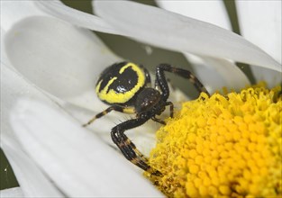 Napoleon spider