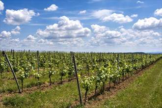 Saint-Pourcain vineyard