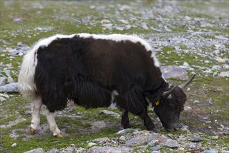 Tibetan domestic Yak