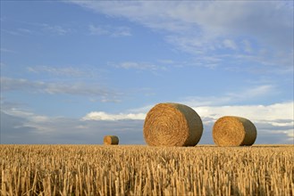 Grain field