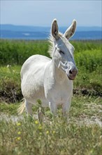 Austro-Hungarian white donkey