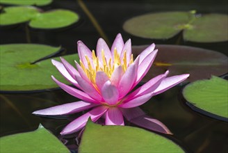 Pink water lily