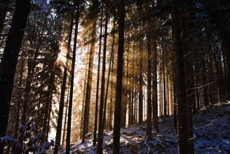 Sunbeams in the winter forest