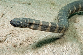 Indian warty snake