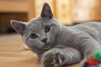 Young British Shorthair male playing with the photographer