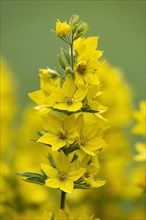 Spotted loosestrife