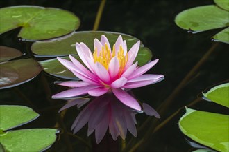 Pink water lily