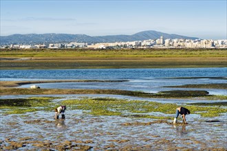 Ria Formosa during low tide with people gathering the seafood