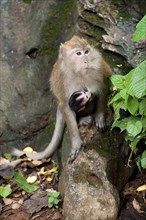 Female Crab-eating macaque