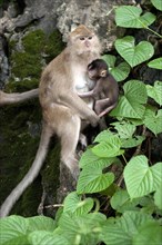 Juvenile Crab-eating macaque