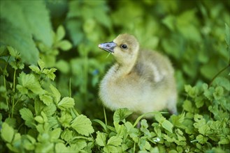 Greylag goose