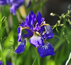 Blue flower of a Siberian iris