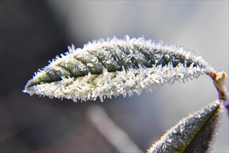 Iced leaf