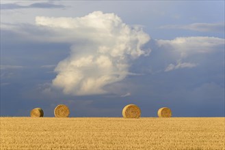 Grain field