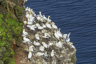Another gannet colony opposite the rock needle Stori Karl