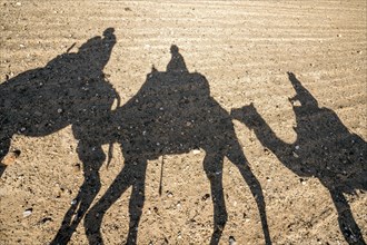 Shadows of dromedary camel caravan on the desert Agafay