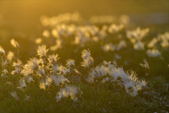 Cottongrass backlit