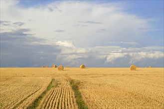 Grain field