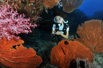 Diver looking at Red Sea Fan