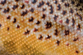 Yellowish scales