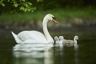 Mute swan